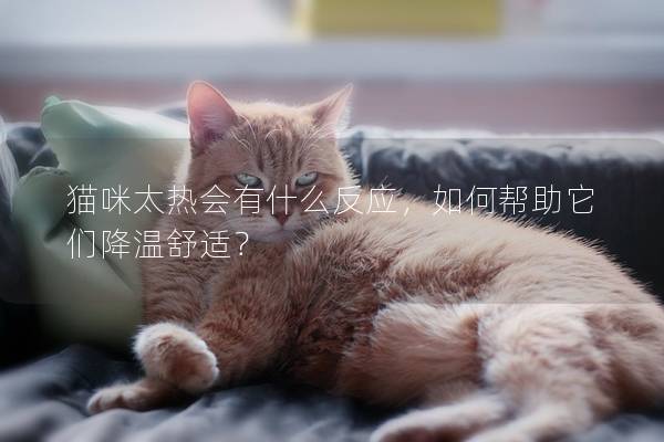 猫咪太热会有什么反应，如何帮助它们降温舒适？