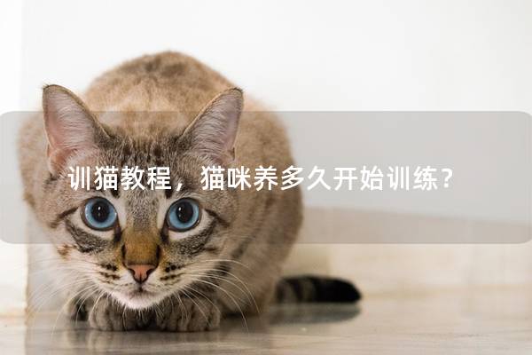 训猫教程，猫咪养多久开始训练？