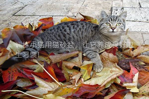 训练小猫用猫砂盆，让它养成良好卫生习惯!