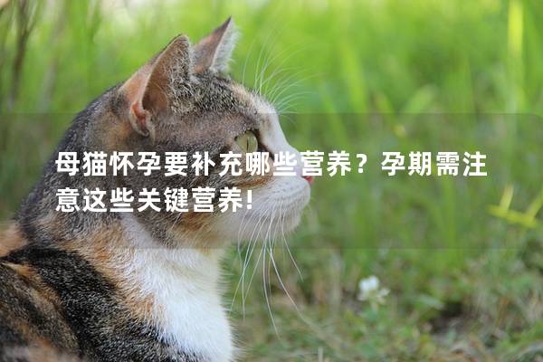 母猫怀孕要补充哪些营养？孕期需注意这些关键营养!