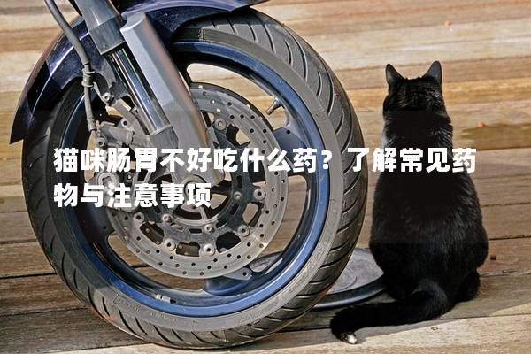 猫咪肠胃不好吃什么药？了解常见药物与注意事项