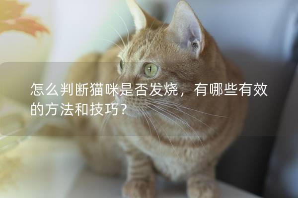 怎么判断猫咪是否发烧，有哪些有效的方法和技巧？