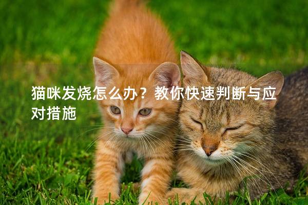 猫咪发烧怎么办？教你快速判断与应对措施