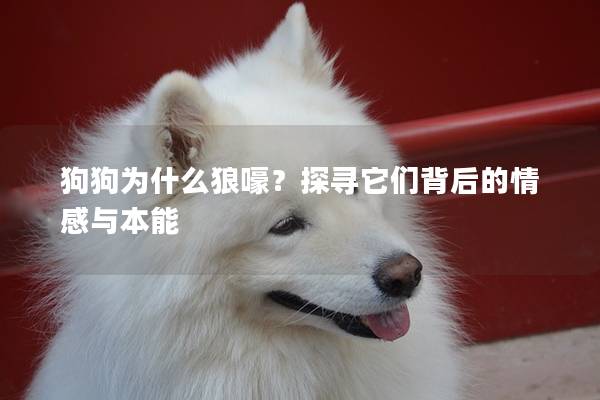 狗狗为什么狼嚎？探寻它们背后的情感与本能