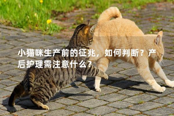 小猫咪生产前的征兆，如何判断？产后护理需注意什么？