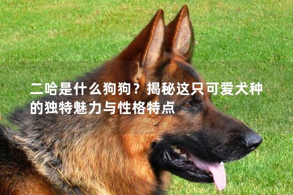 二哈是什么狗狗？揭秘这只可爱犬种的独特魅力与性格特点