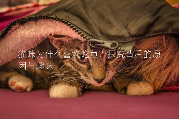 猫咪为什么喜欢吃鱼？探究背后的原因与趣味