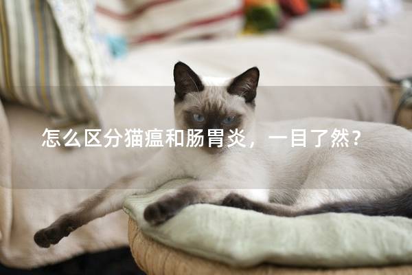 怎么区分猫瘟和肠胃炎，一目了然？