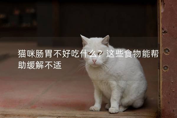 猫咪肠胃不好吃什么？这些食物能帮助缓解不适