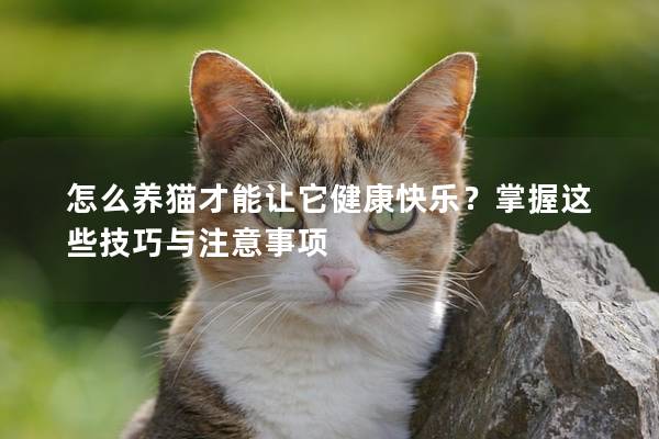 怎么养猫才能让它健康快乐？掌握这些技巧与注意事项