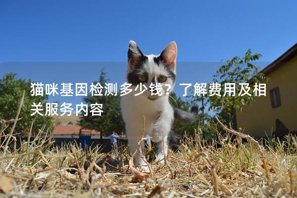 猫咪基因检测多少钱？了解费用及相关服务内容