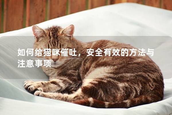 如何给猫咪催吐，安全有效的方法与注意事项