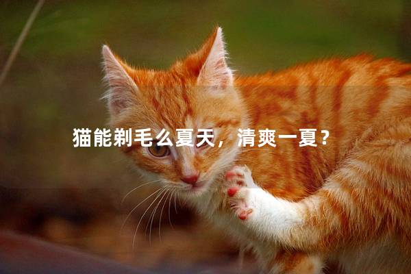 猫能剃毛么夏天，清爽一夏？