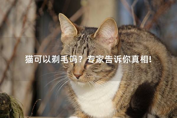 猫可以剃毛吗？专家告诉你真相!