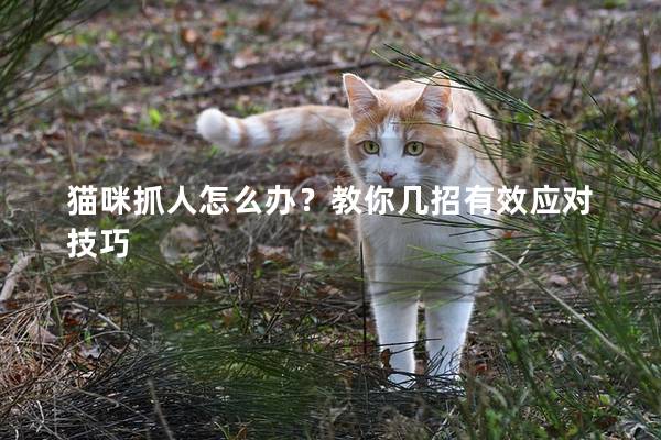 猫咪抓人怎么办？教你几招有效应对技巧