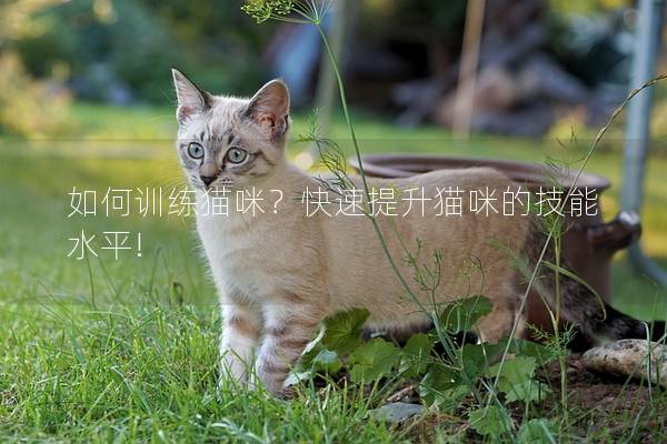 如何训练猫咪？快速提升猫咪的技能水平!