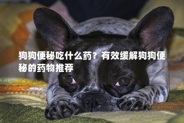 狗狗便秘吃什么药？有效缓解狗狗便秘的药物推荐