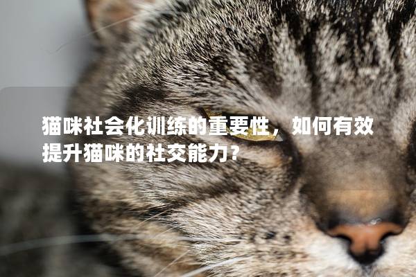 猫咪社会化训练的重要性，如何有效提升猫咪的社交能力？