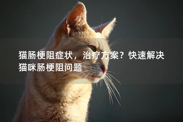 猫肠梗阻症状，治疗方案？快速解决猫咪肠梗阻问题