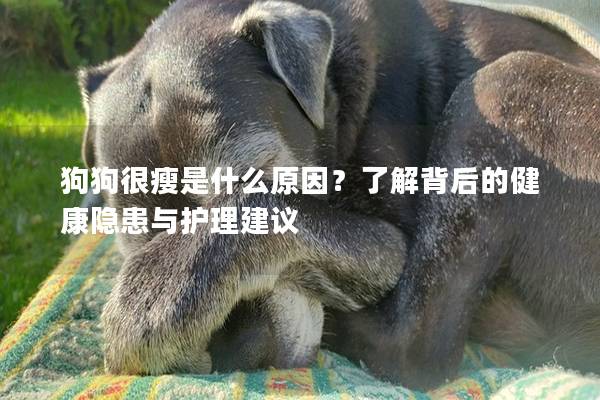 狗狗很瘦是什么原因？了解背后的健康隐患与护理建议