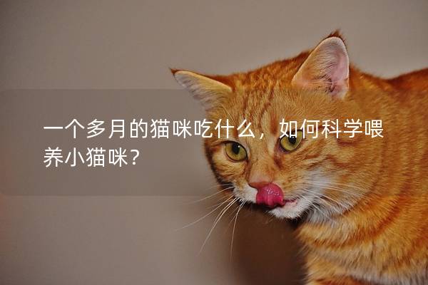 一个多月的猫咪吃什么，如何科学喂养小猫咪？