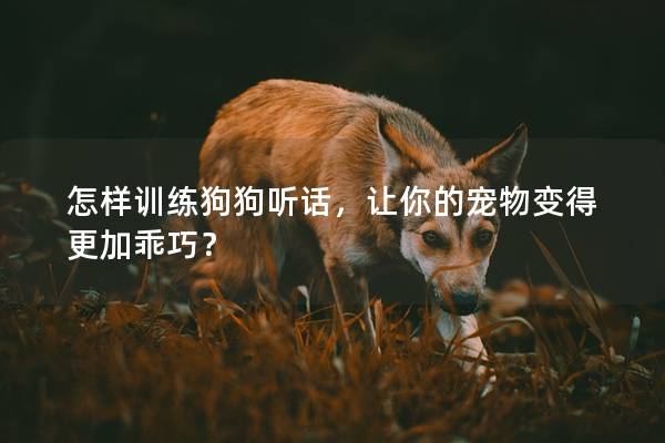 怎样训练狗狗听话，让你的宠物变得更加乖巧？