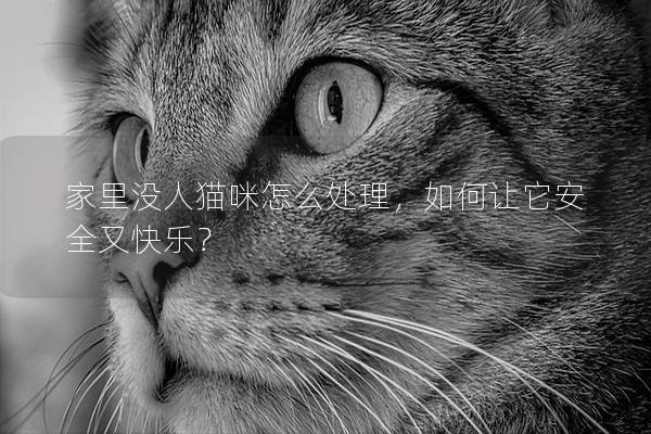 家里没人猫咪怎么处理，如何让它安全又快乐？