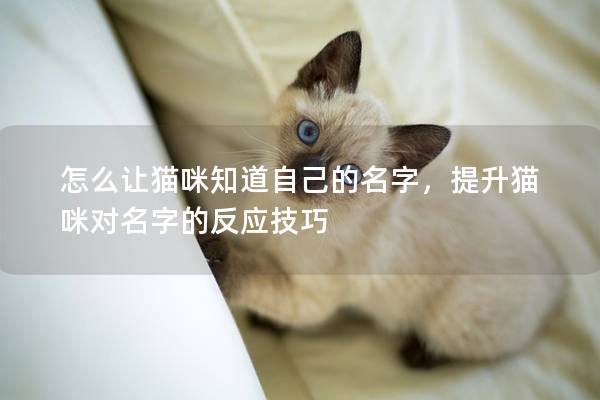 怎么让猫咪知道自己的名字，提升猫咪对名字的反应技巧