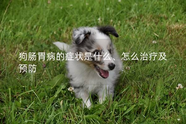 狗肠胃病的症状是什么、怎么治疗及预防