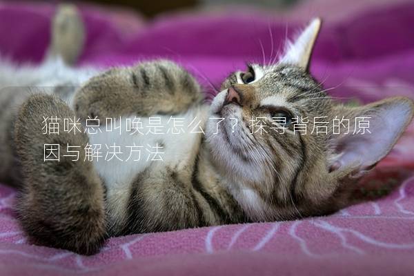 猫咪总叫唤是怎么了？探寻背后的原因与解决方法