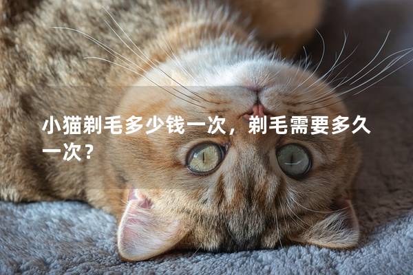 小猫剃毛多少钱一次，剃毛需要多久一次？