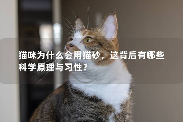 猫咪为什么会用猫砂，这背后有哪些科学原理与习性？