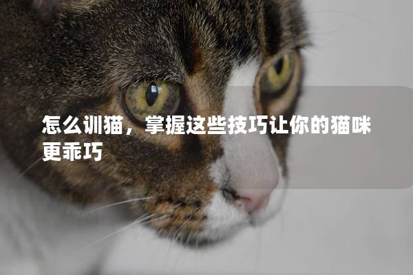 怎么训猫，掌握这些技巧让你的猫咪更乖巧