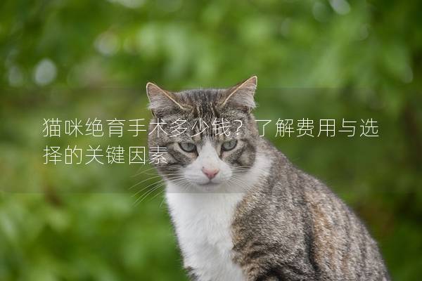 猫咪绝育手术多少钱？了解费用与选择的关键因素