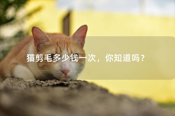 猫剪毛多少钱一次，你知道吗？