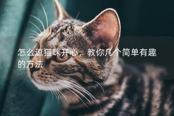 怎么逗猫咪开心，教你几个简单有趣的方法