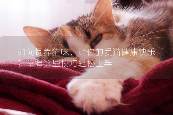 如何饲养猫咪，让你的爱猫健康快乐？掌握这些技巧轻松上手