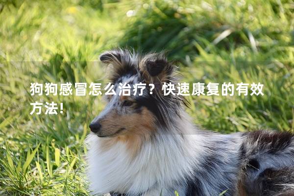 狗狗感冒怎么治疗？快速康复的有效方法!