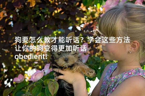 狗要怎么教才能听话？学会这些方法让你的狗变得更加听话 obedient!