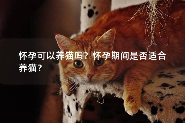 怀孕可以养猫吗？怀孕期间是否适合养猫？