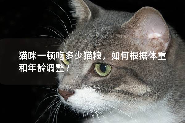 猫咪一顿吃多少猫粮，如何根据体重和年龄调整？