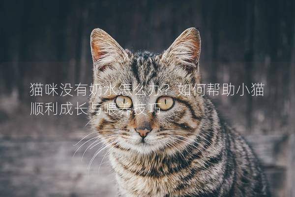 猫咪没有奶水怎么办？如何帮助小猫顺利成长与喂养技巧