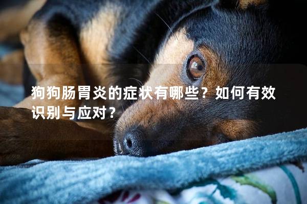 狗狗肠胃炎的症状有哪些？如何有效识别与应对？