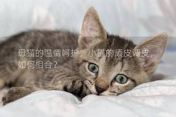 母猫的温情呵护，小猫的顽皮调皮，如何相合？