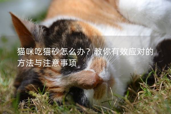 猫咪吃猫砂怎么办？教你有效应对的方法与注意事项