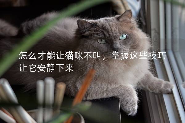 怎么才能让猫咪不叫，掌握这些技巧让它安静下来