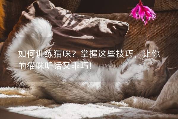 如何训练猫咪？掌握这些技巧，让你的猫咪听话又乖巧!