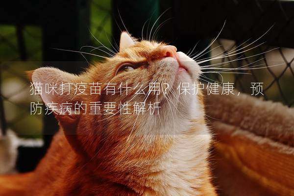 猫咪打疫苗有什么用？保护健康，预防疾病的重要性解析