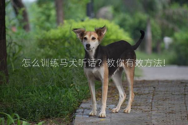 怎么训练马犬听话？教你有效方法!