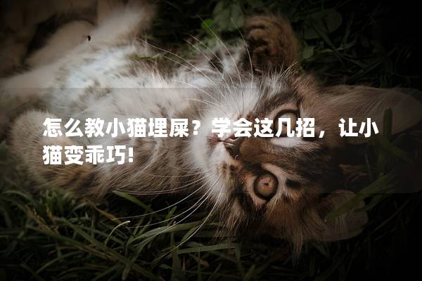 怎么教小猫埋屎？学会这几招，让小猫变乖巧!